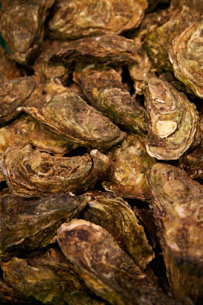 Proud oysters.