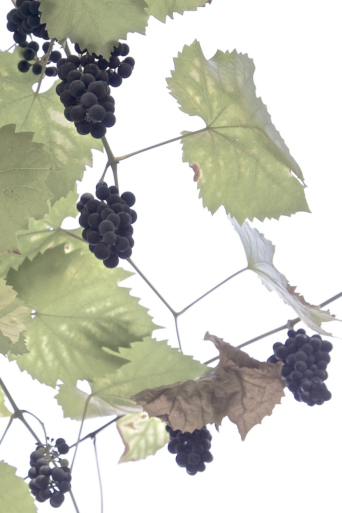 Autumn grapes destined for Eiswein.