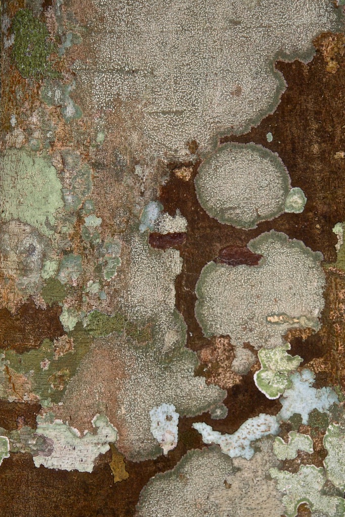 A bird's eye view of a distant, camouflaged world.