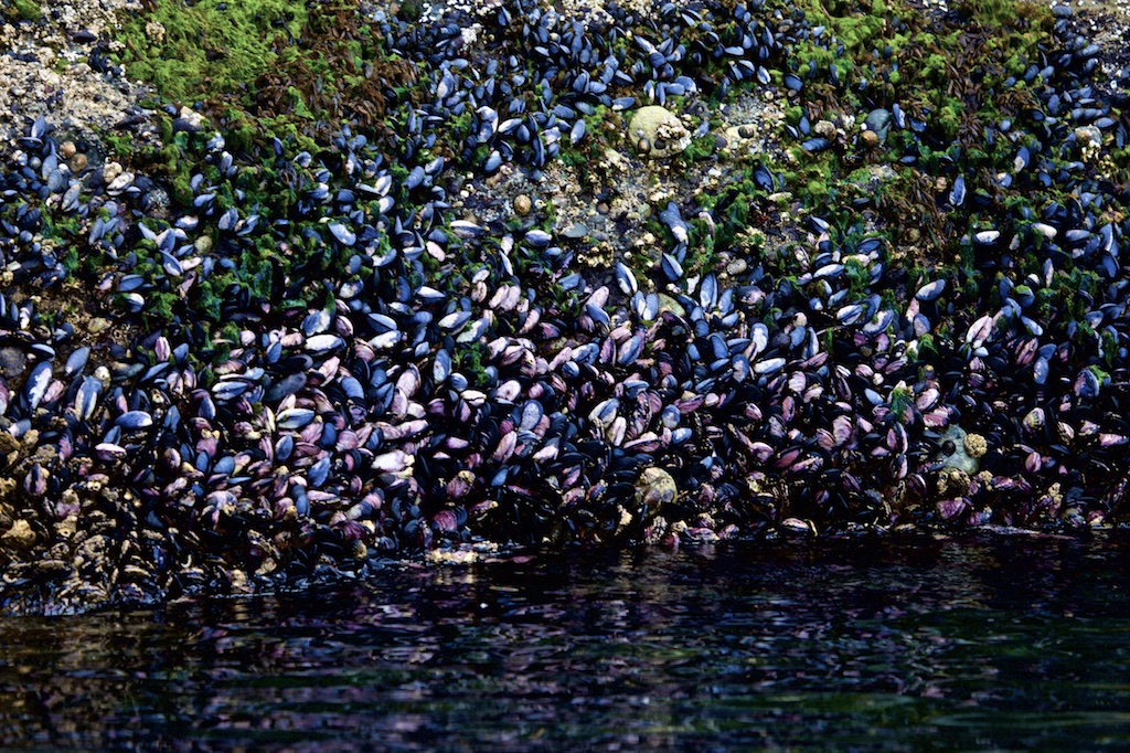 Mussels in abundance. Chile.