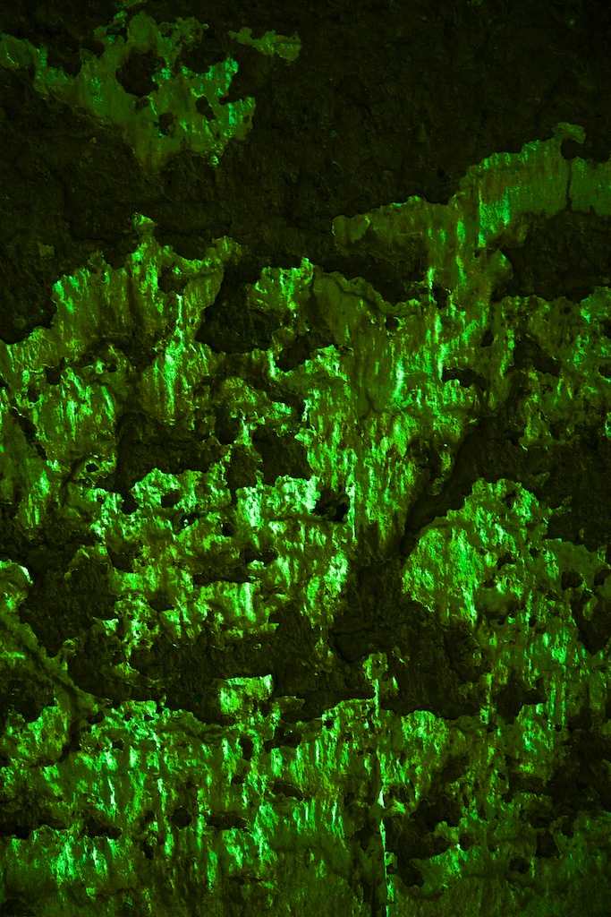 The petrified emerald forest, from which no one who has found it has ever returned.