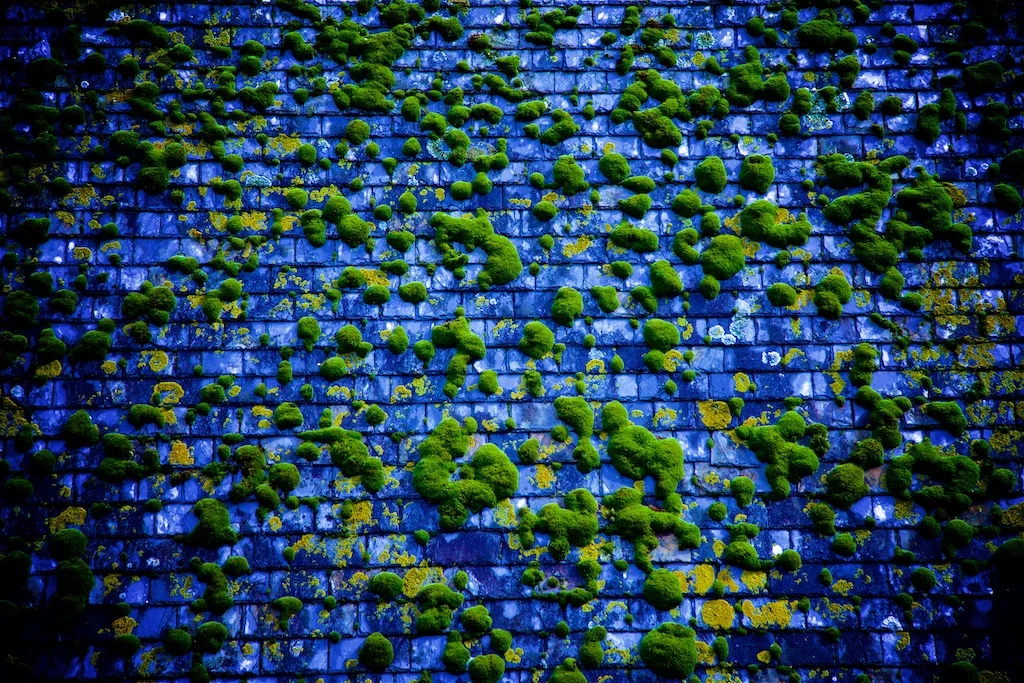 Fluffy aliens getting their nutrients off glass tiles.