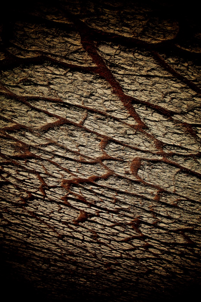 The indescifrable secrets inscribed near the top of the world's tallest tree.