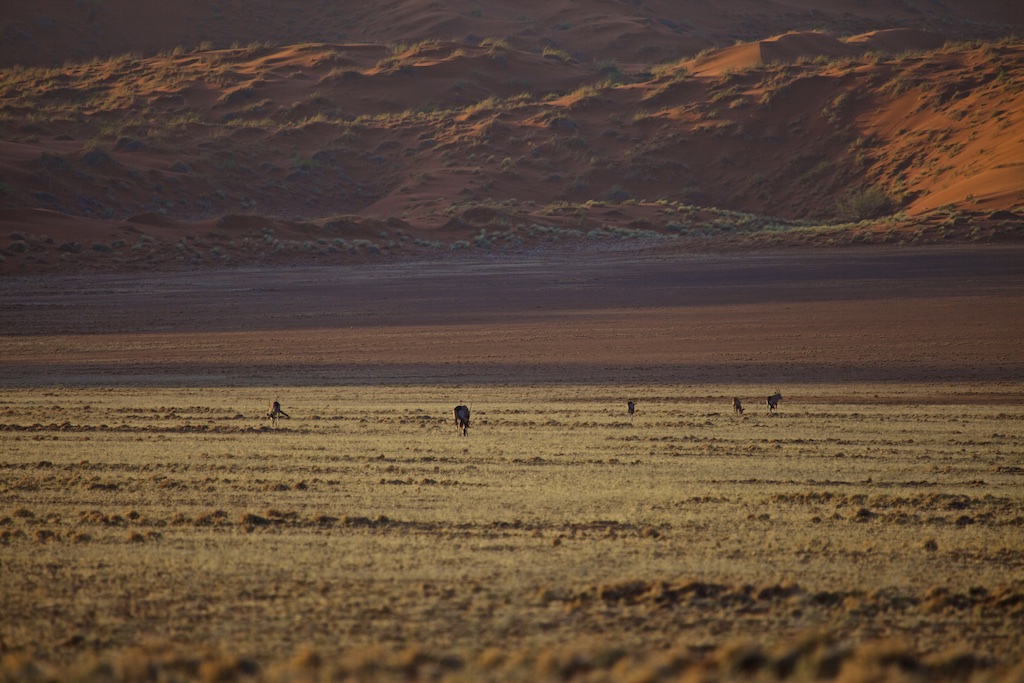 The Namib Desert, Namibia.