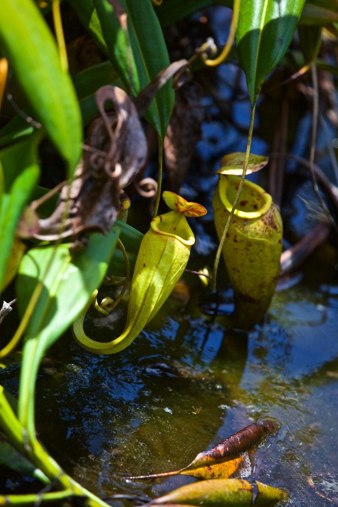 A carnivorous plant in Madagascar. Its perfume lures insects inside and then the plant closes the trap with its lid before devouring the game. 