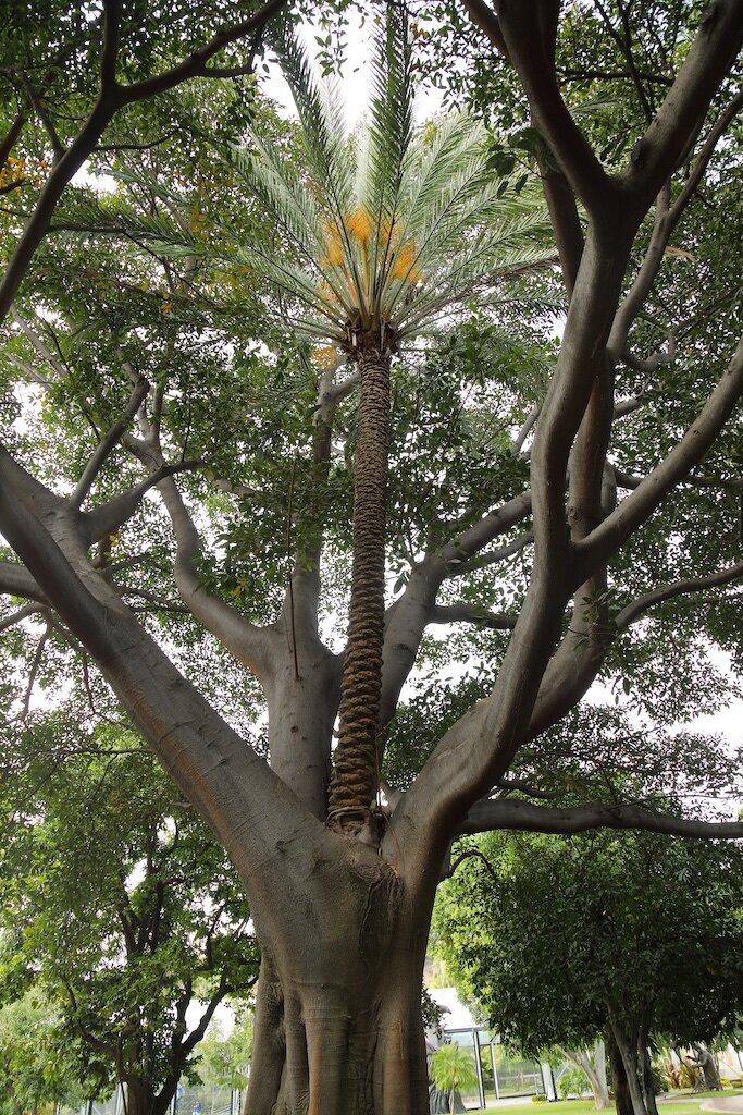 A palm tree affectionately rooted in its host. Tequila, Mexico.