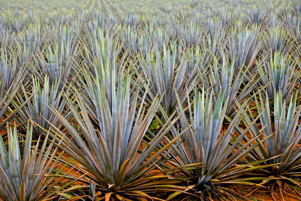 Blue agave before it becomes tequila.