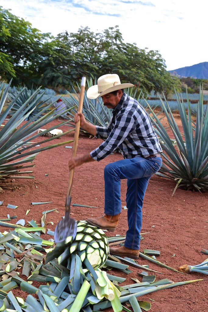 "El jimador", preparing the "piña" for the tequila process