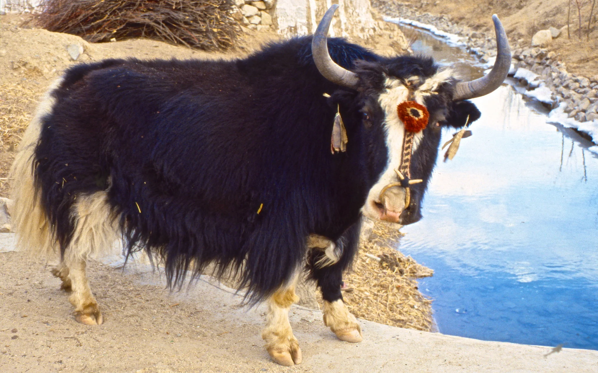 Domesticated yak, Tibet.