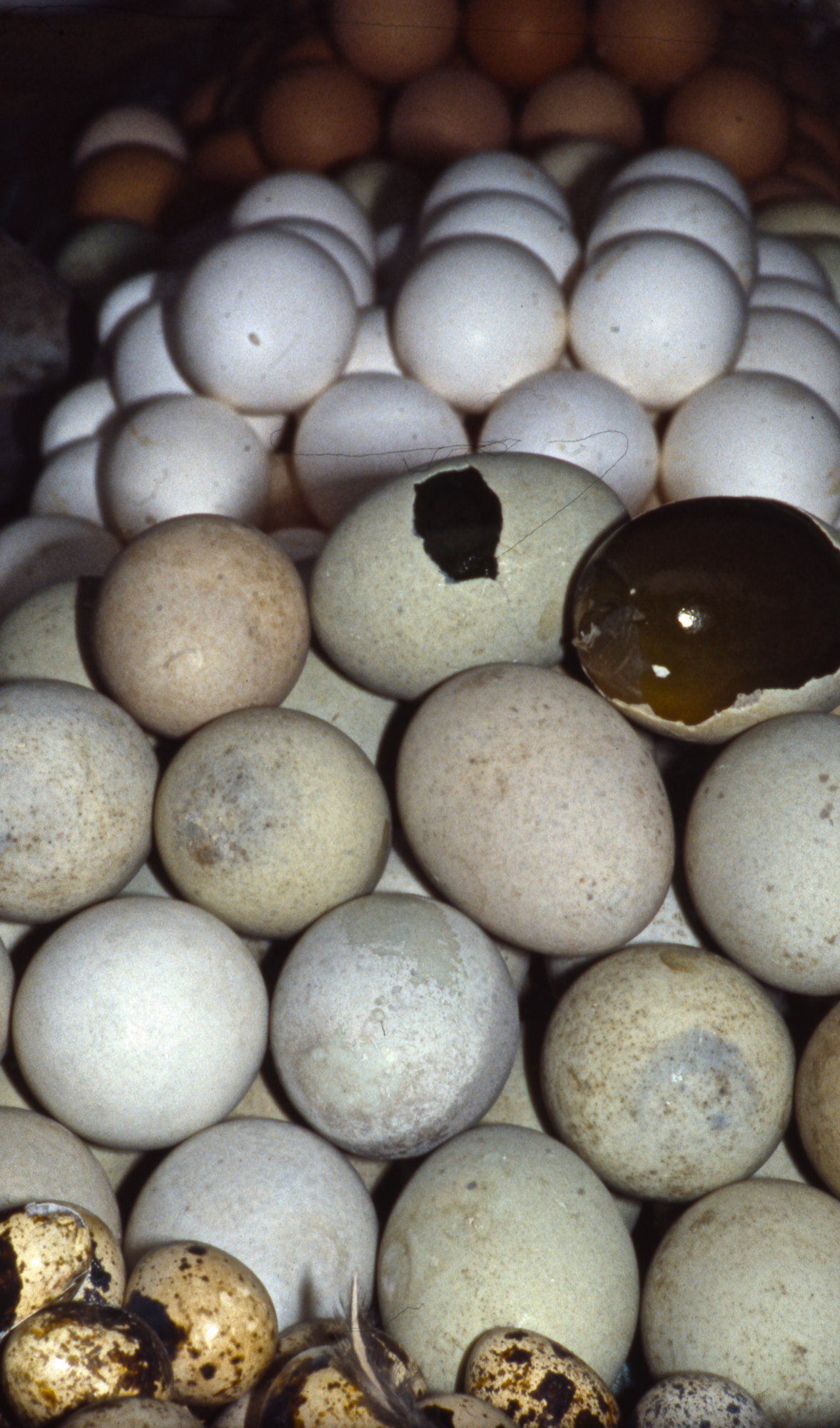 Thousand-year-old eggs, sold at a market stall in Guangzhou, China.