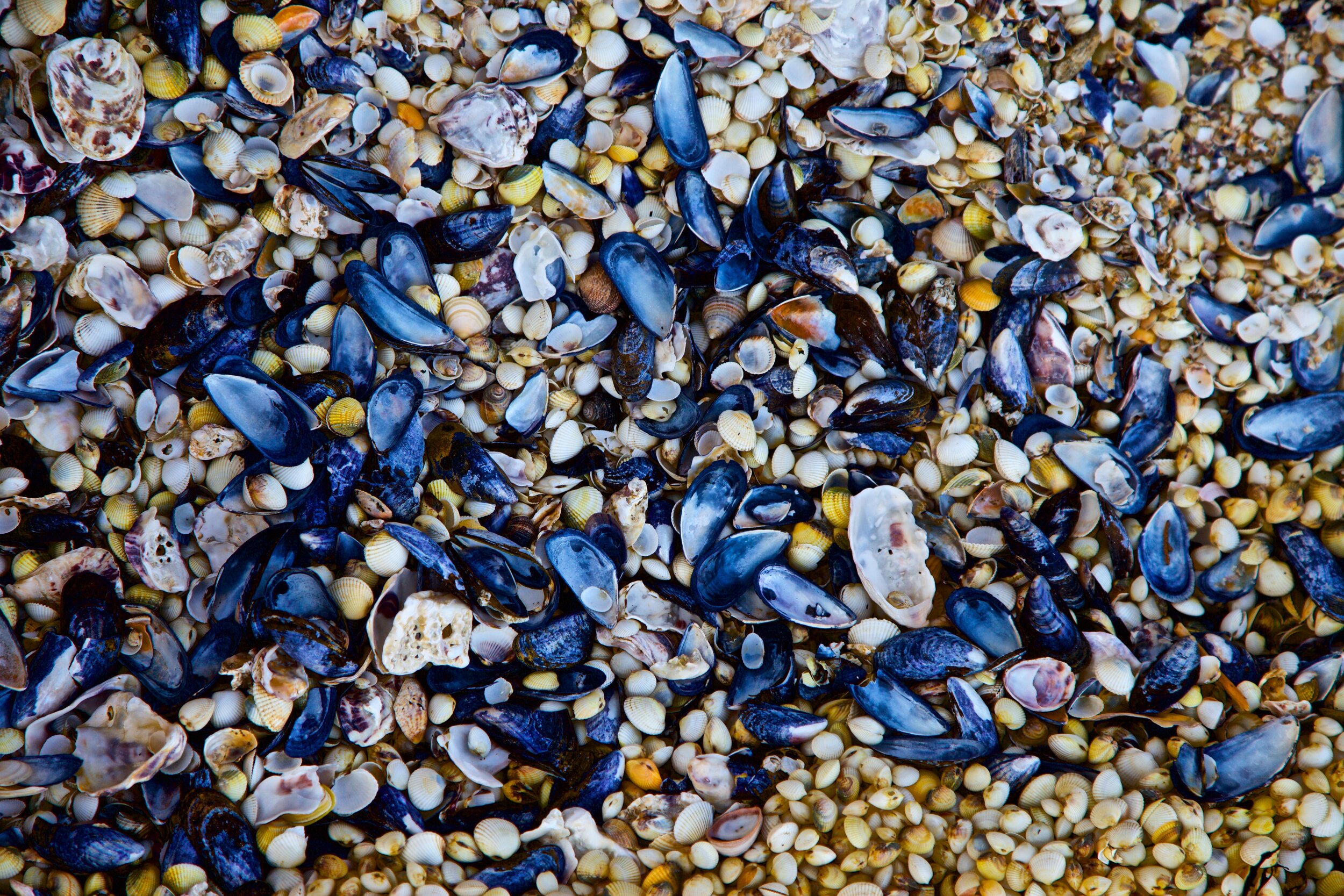 An infinity of shells on a beach in Bretagne, France.