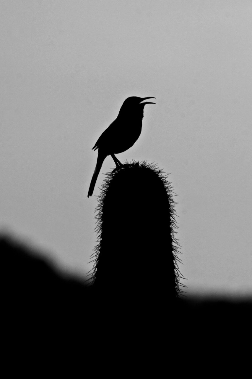 Evening song atop a cactus.