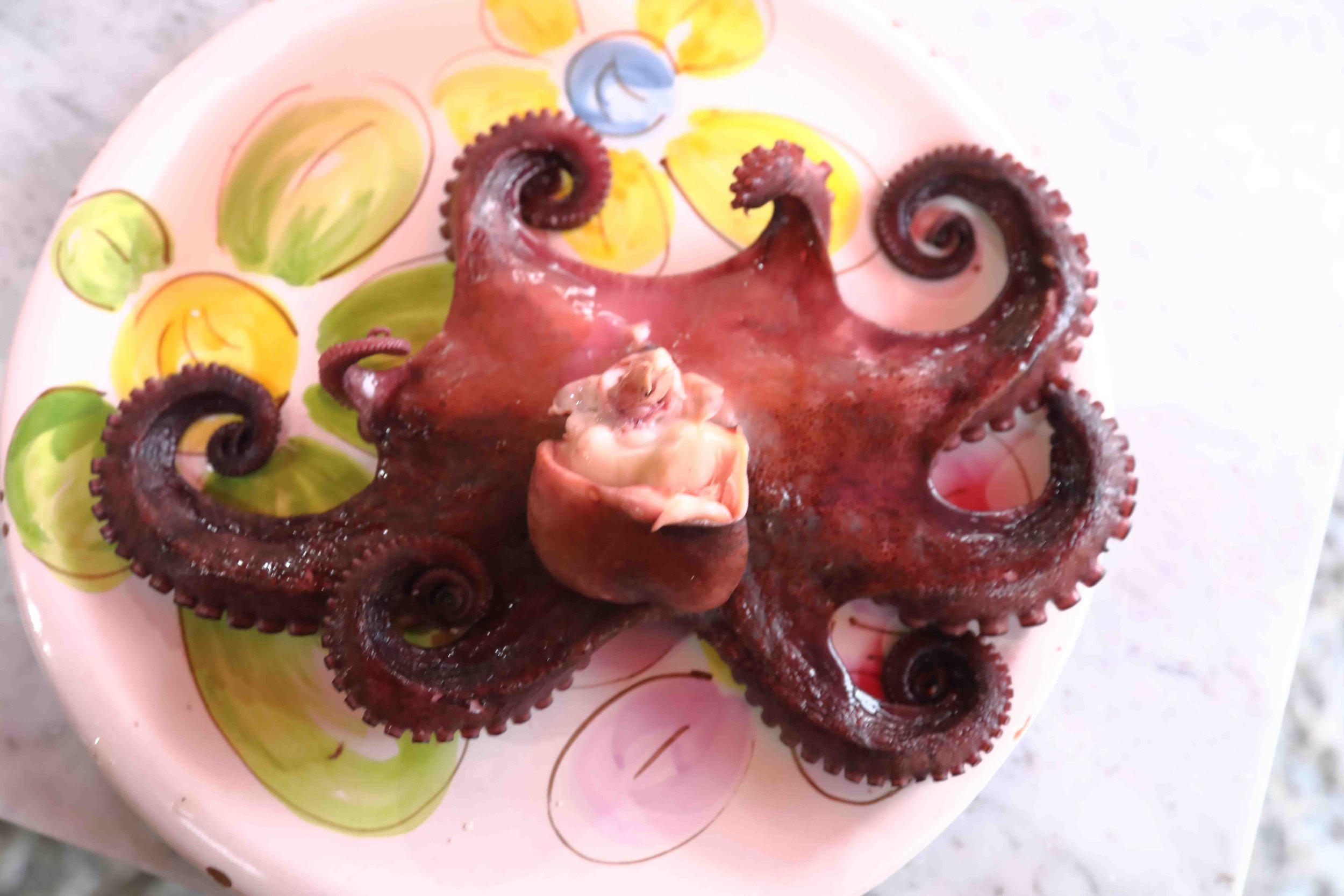 Squid for breakfast?