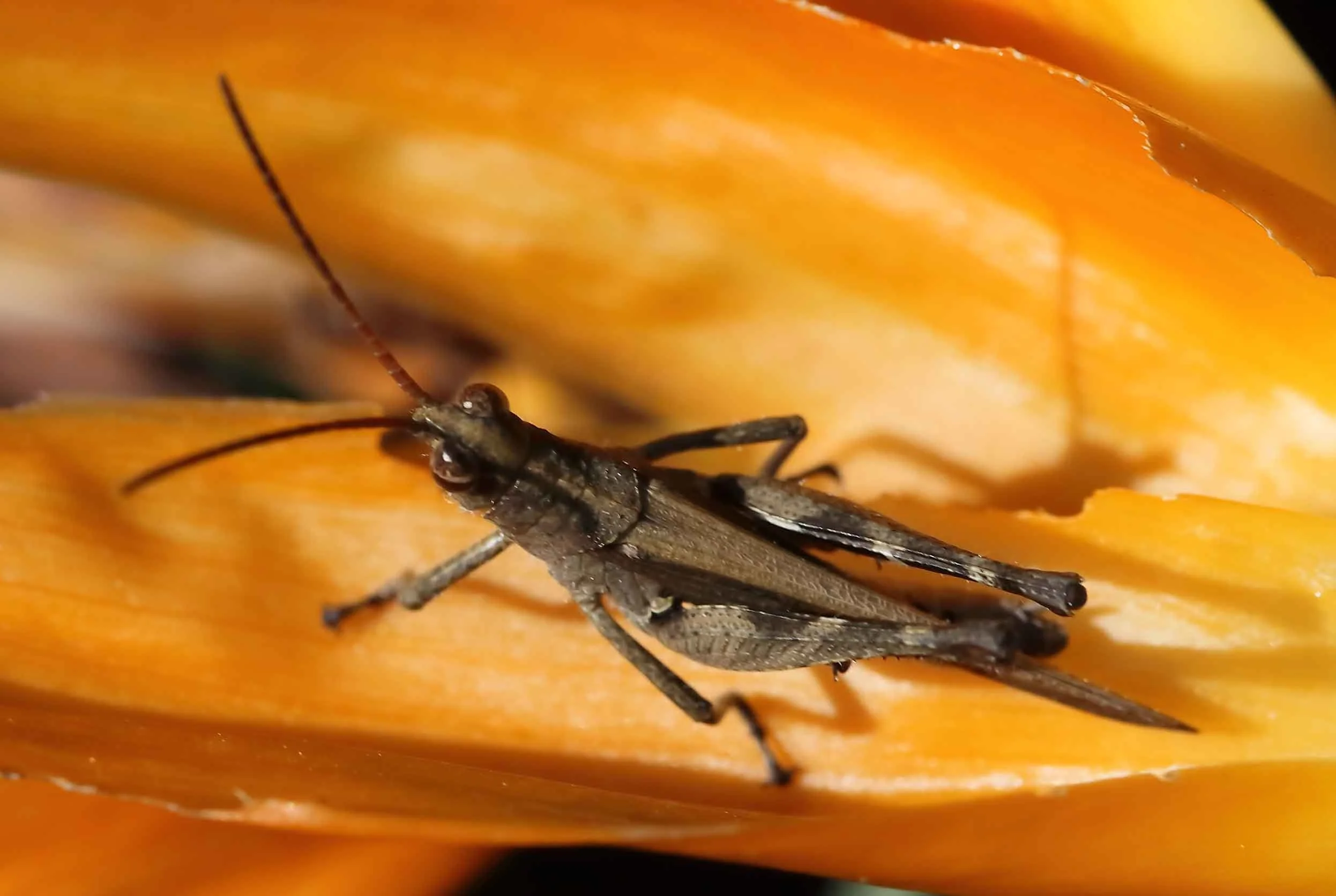 JUVENILE GRASSHOPPER NYMPH.