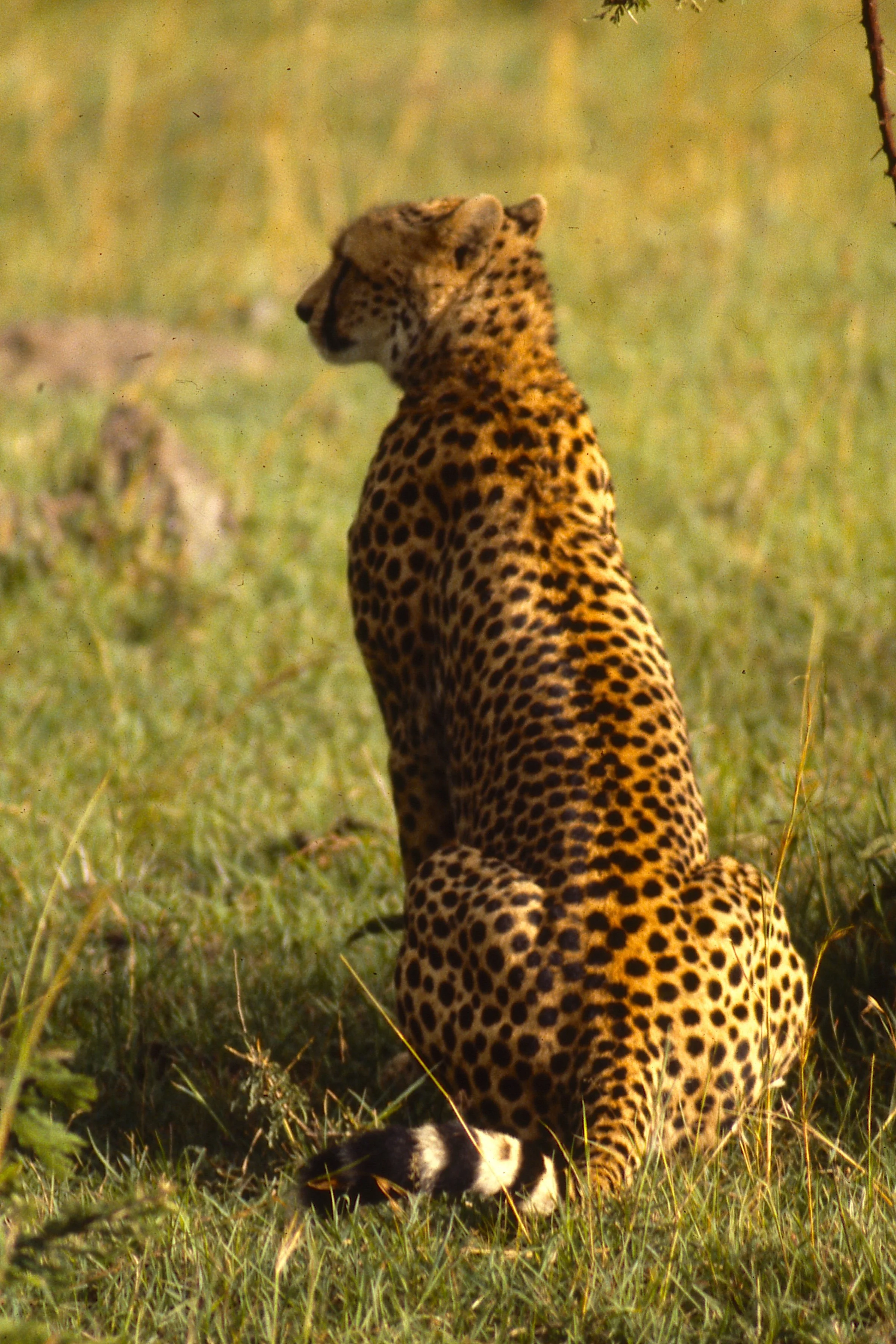 GUEPARDO, THE WORLD'S FASTEST ANIMAL ON LAND, STUDYING ITS NEXT MEAL.