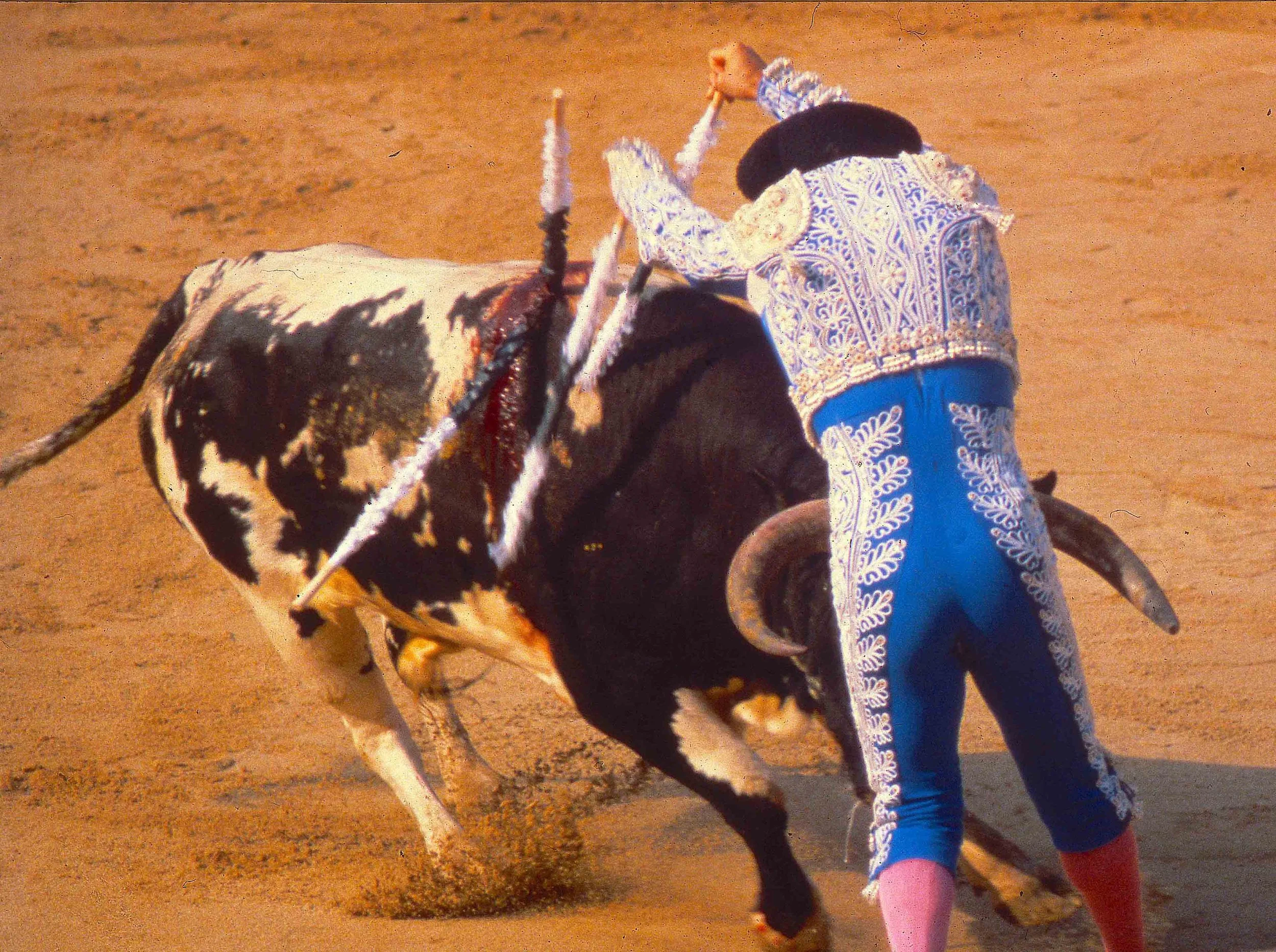A brave baderillero, almost caught by the horns of the bull. Pamplona, Spain.