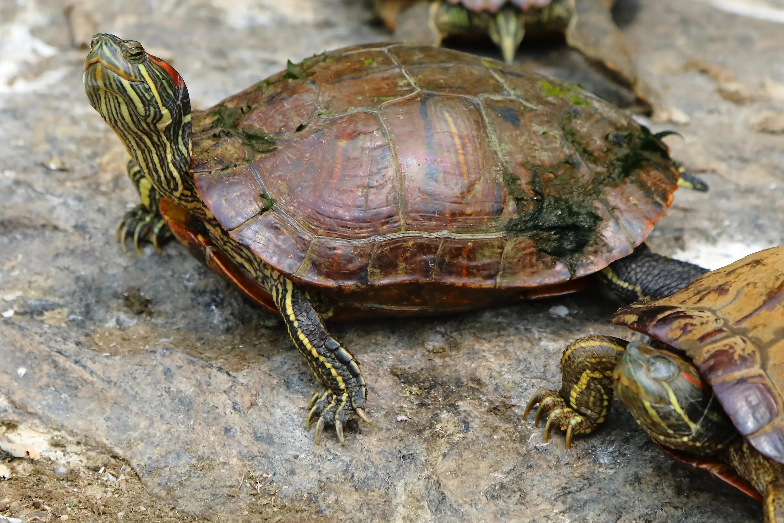 Red-eared slider turtles warming up in the sun.