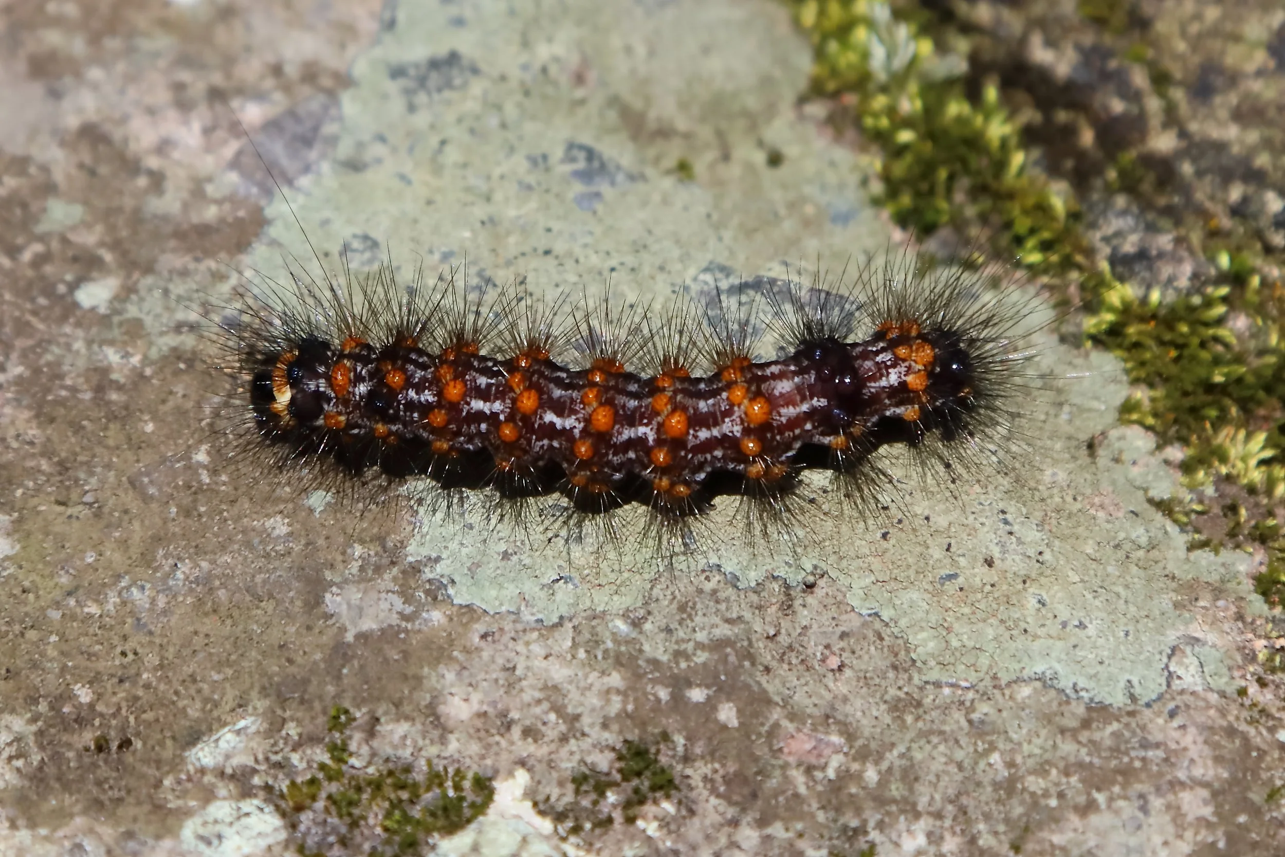 A Garden Tiger Moth caterpillar larva, whose hairy body will burn you if you touch it.