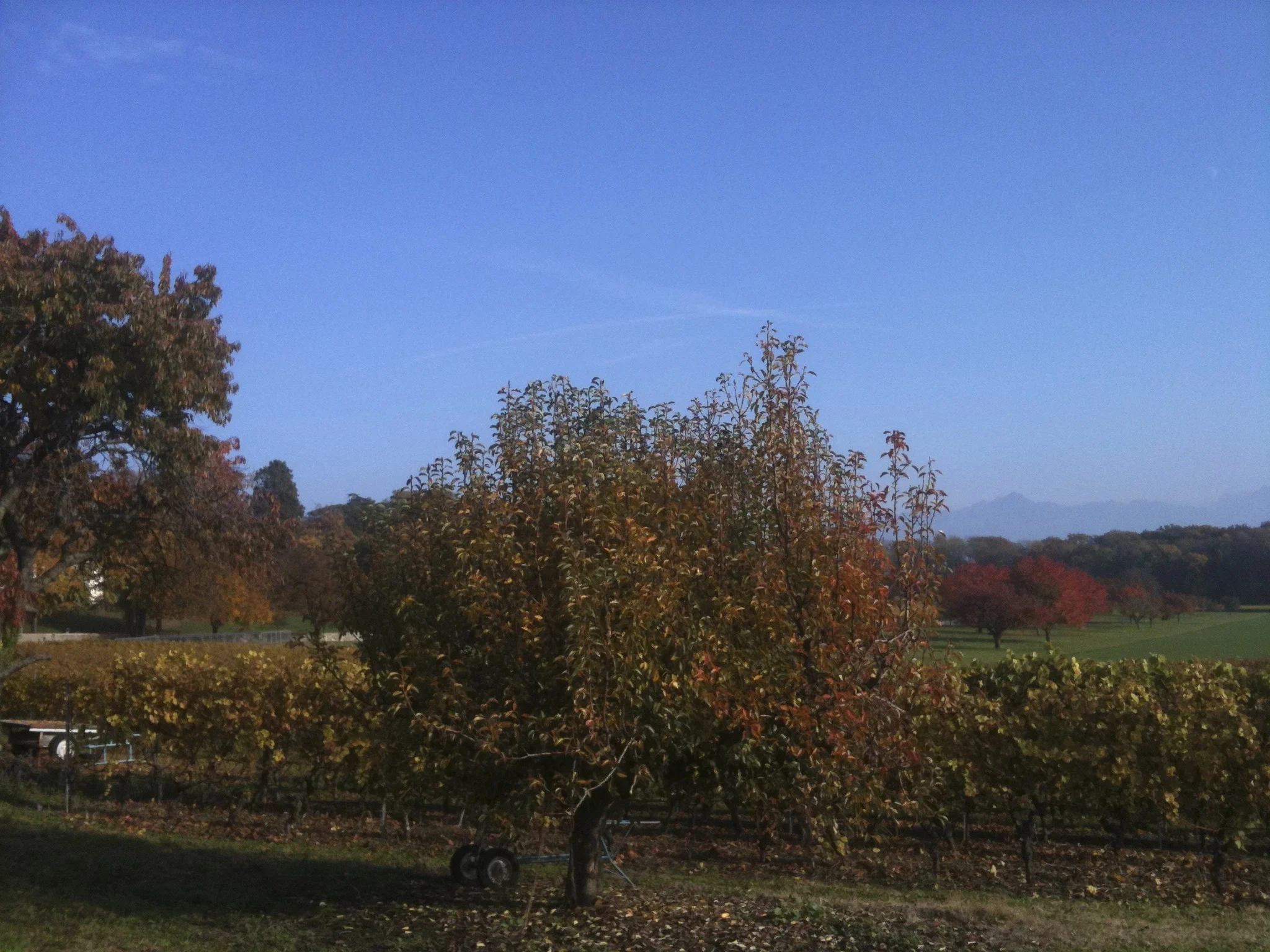 NEWSLETTER AUTOMNE / FALL 2015