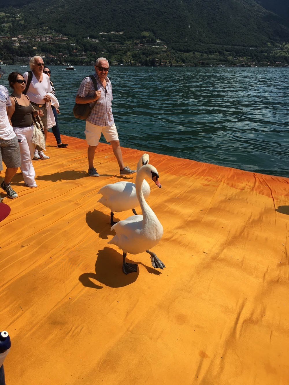 Floating Piers Swans Strolling IMG_0198.jpg