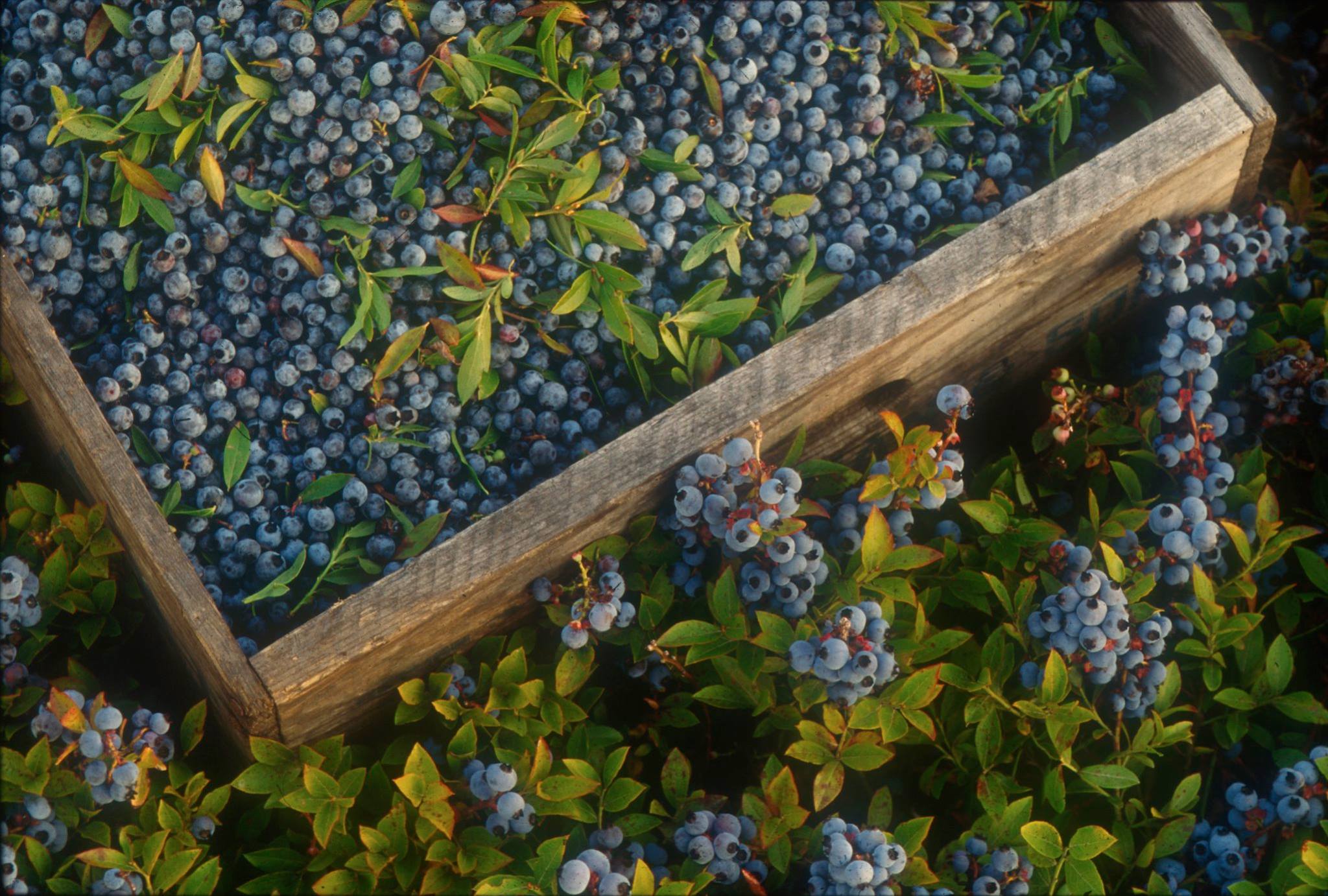 Maine Wild Blueberries just picked.jpg