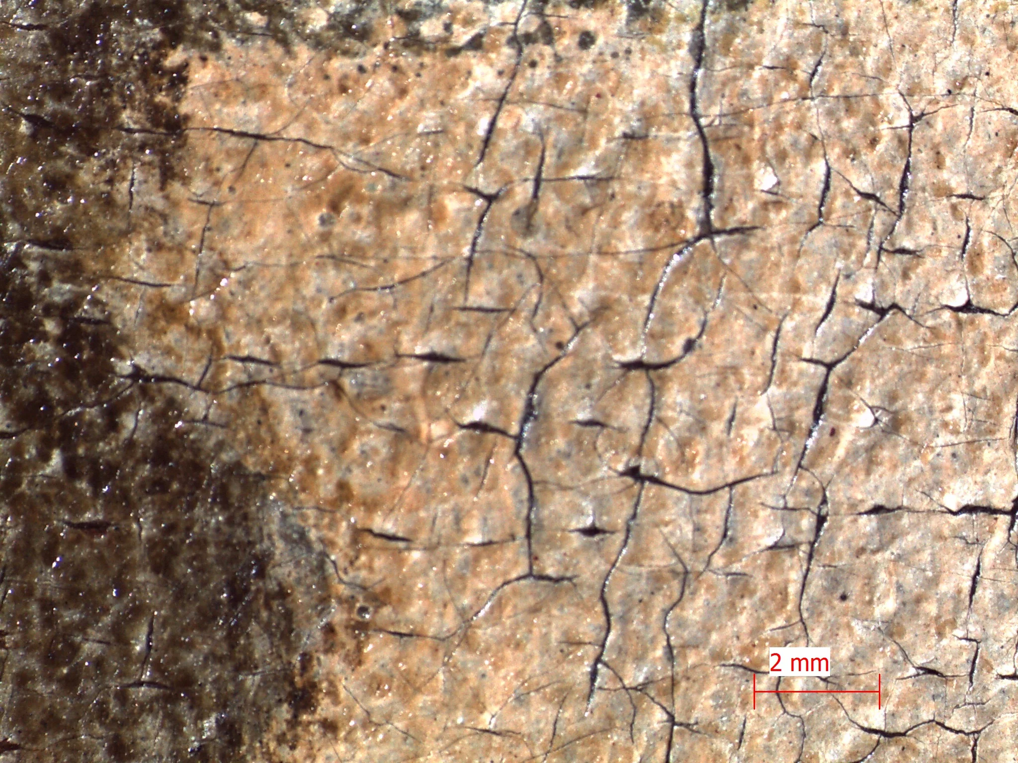 PA 511 topcoat BT of ammonia1.jpg