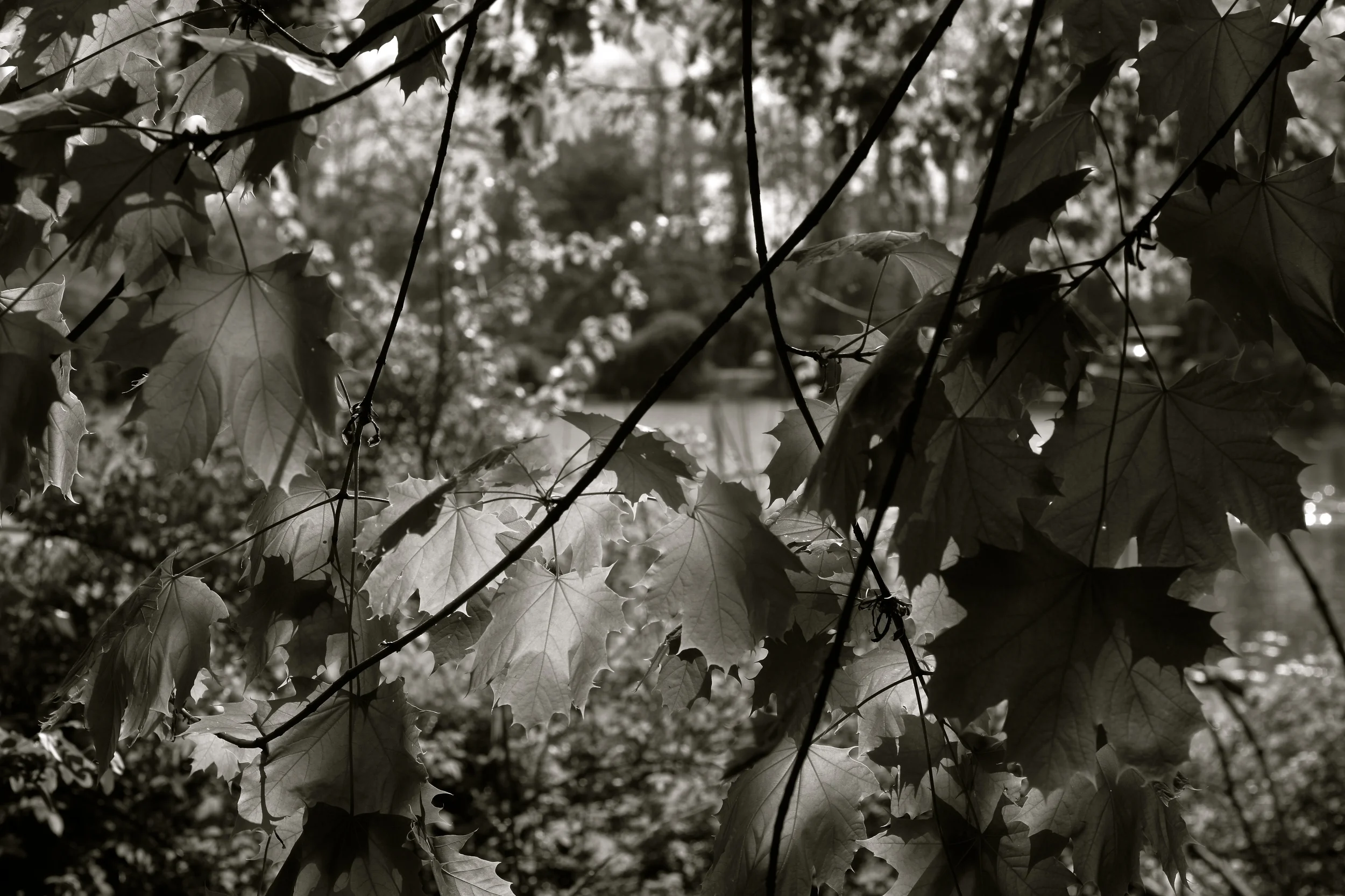 DSC_1954 - Version 2.JPG