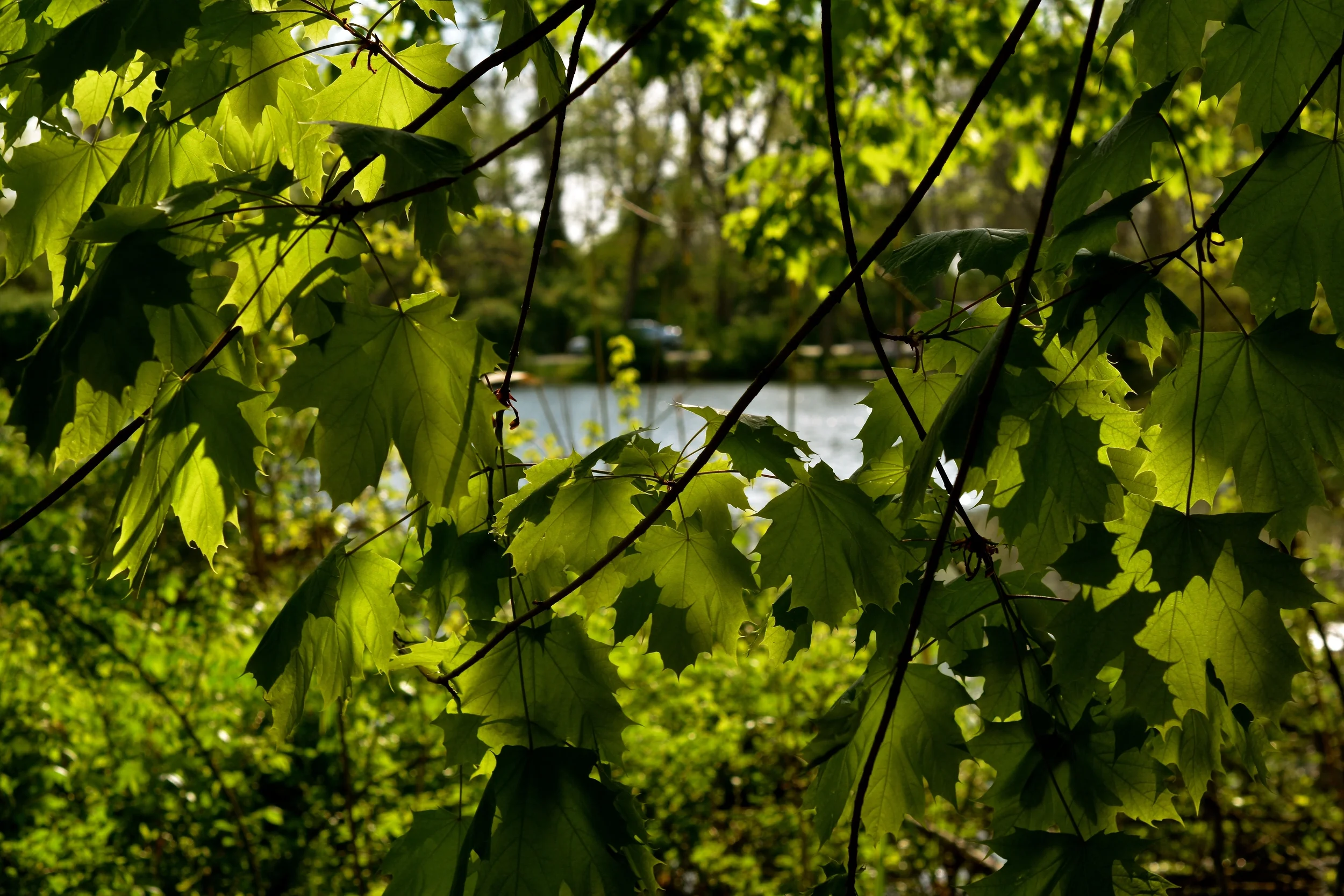 DSC_1955 - Version 2.JPG