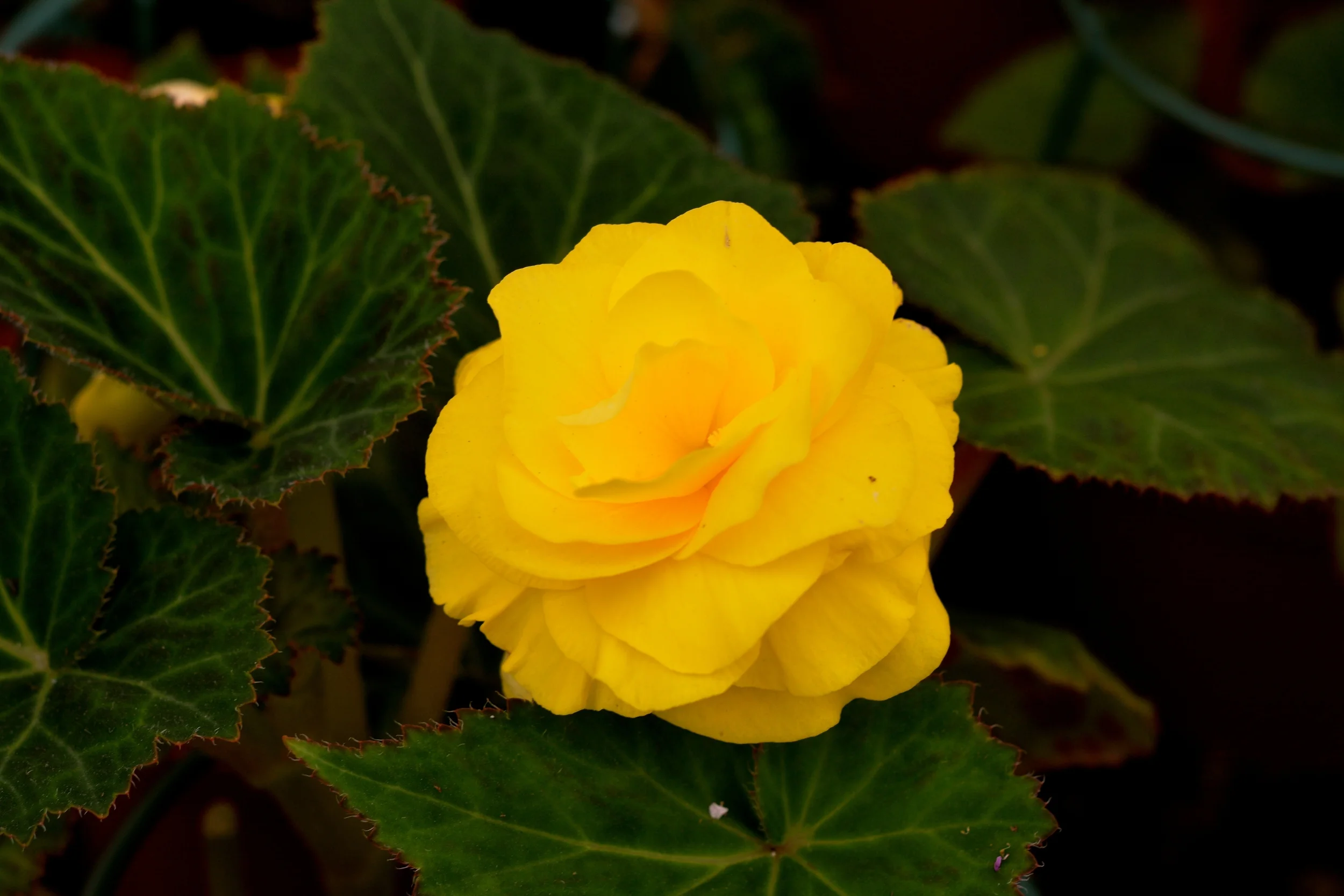 DSC_2000 - Version 2.JPG