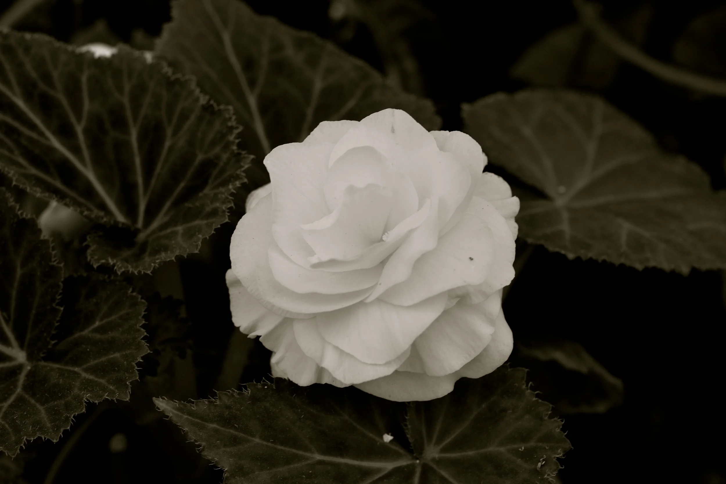 DSC_2000 - Version 3.jpg