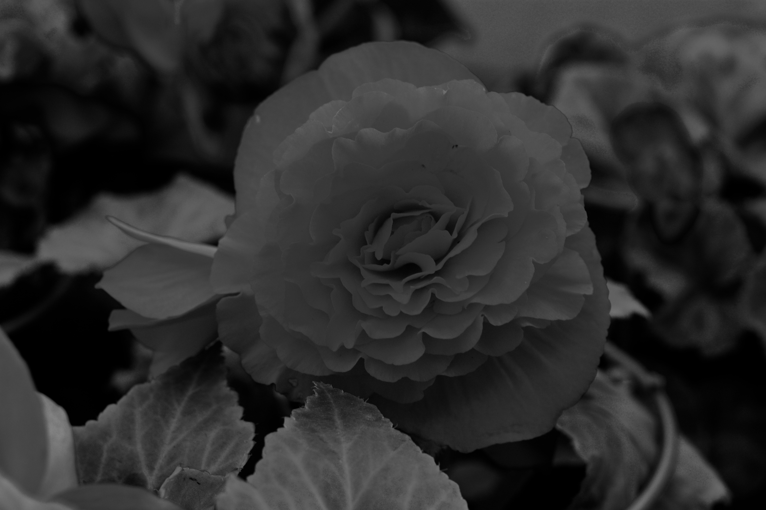 DSC_2002.jpg