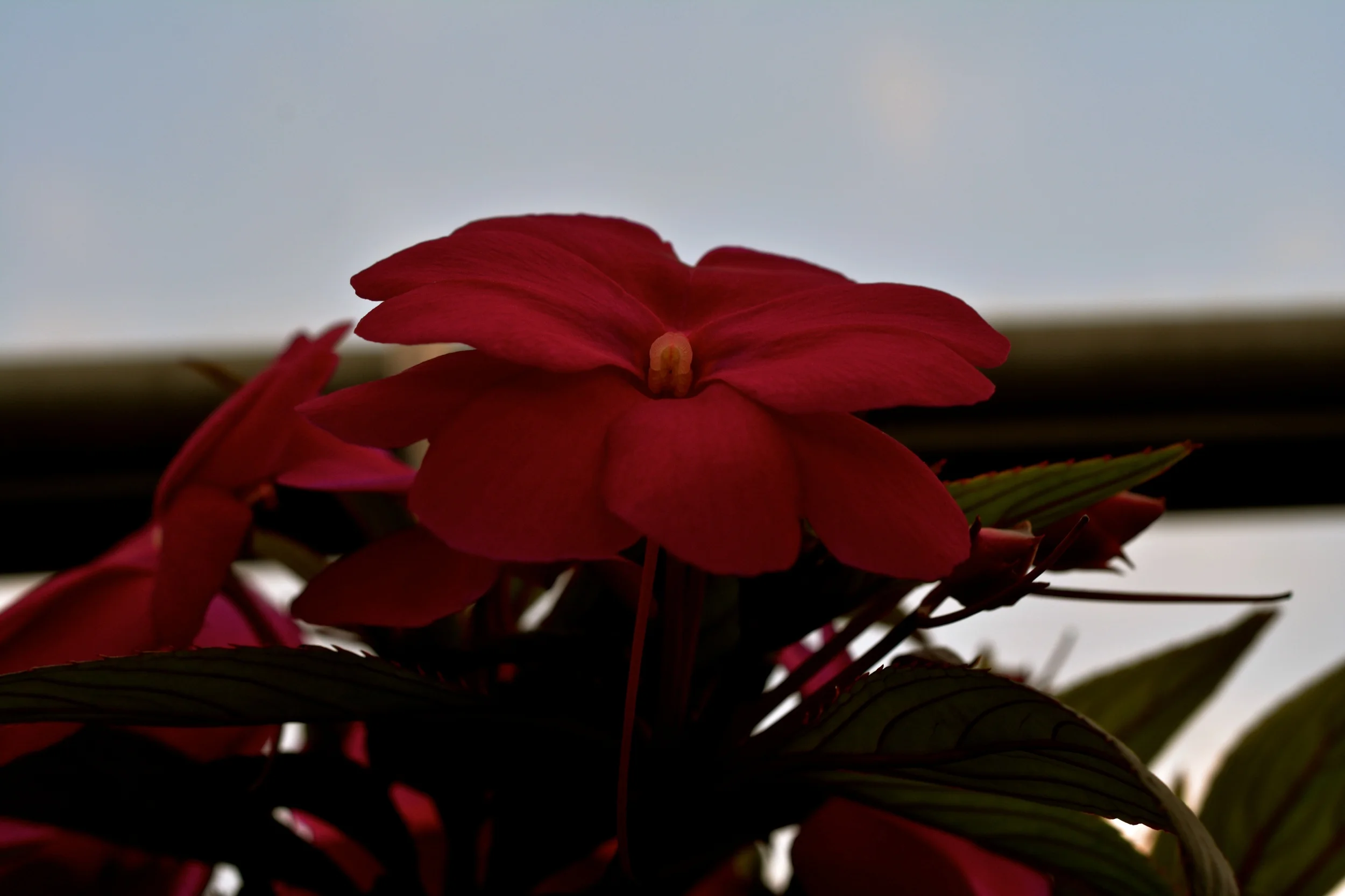 DSC_2011 - Version 2.JPG