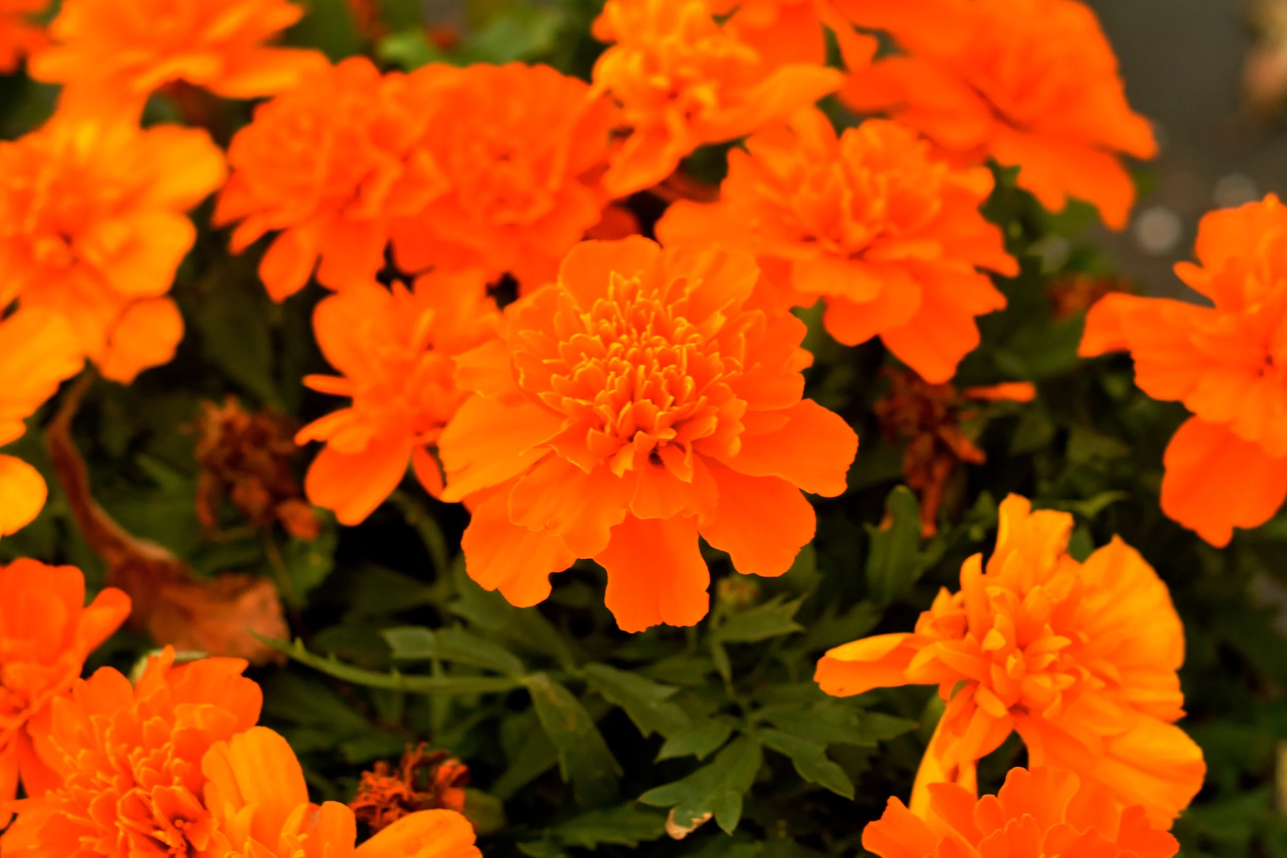 DSC_2014 - Version 2.JPG