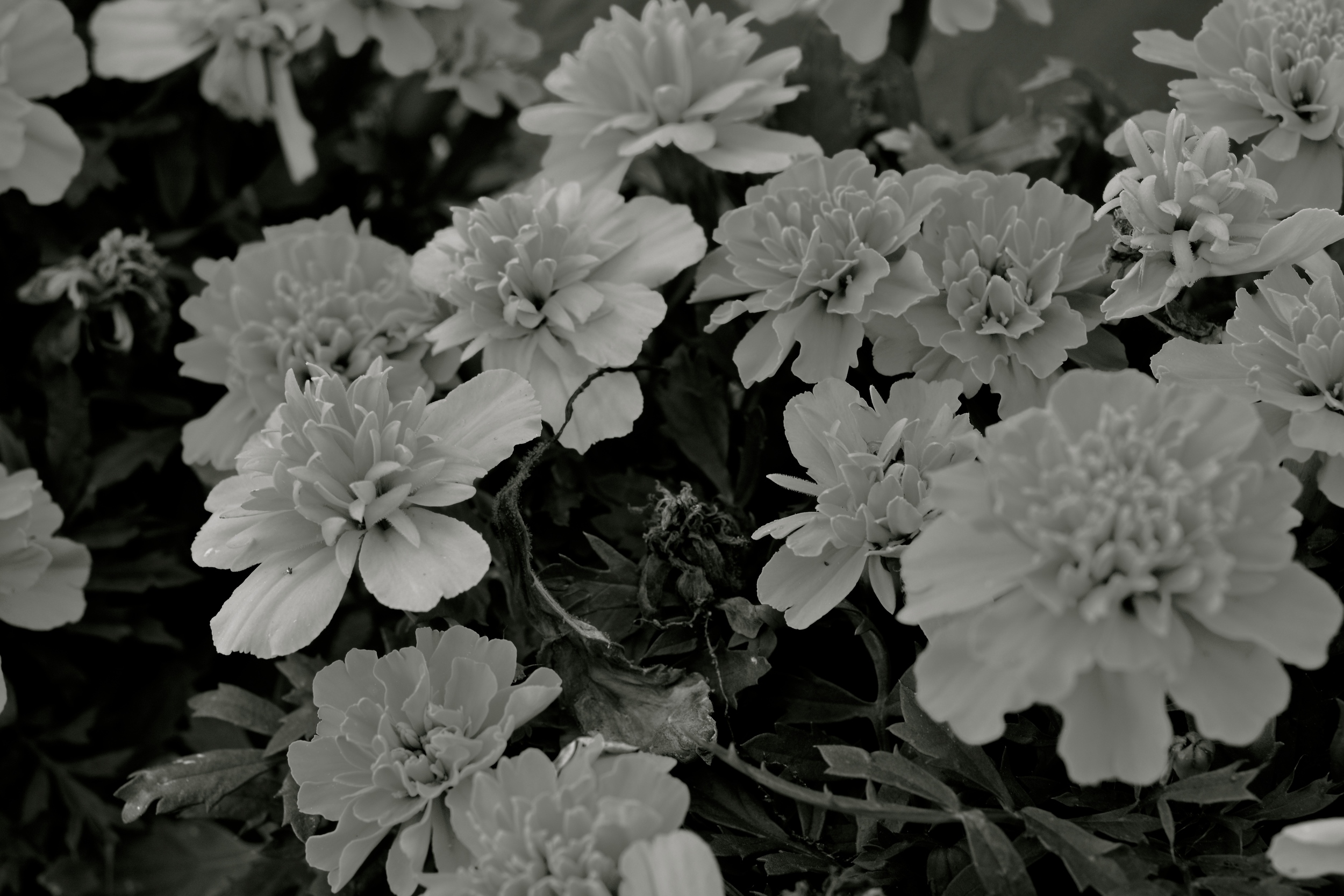 DSC_2015 - Version 2.JPG