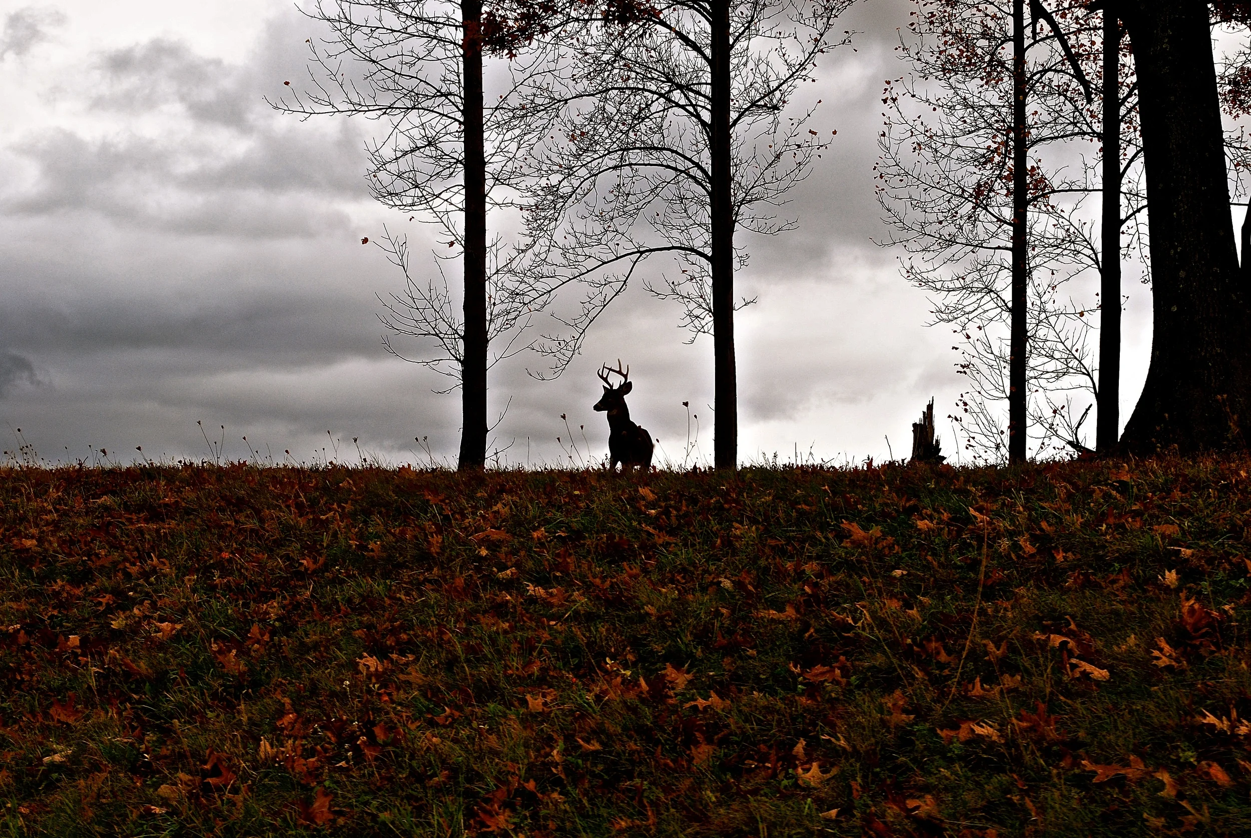 DSC_0123_3 - Version 2.JPG