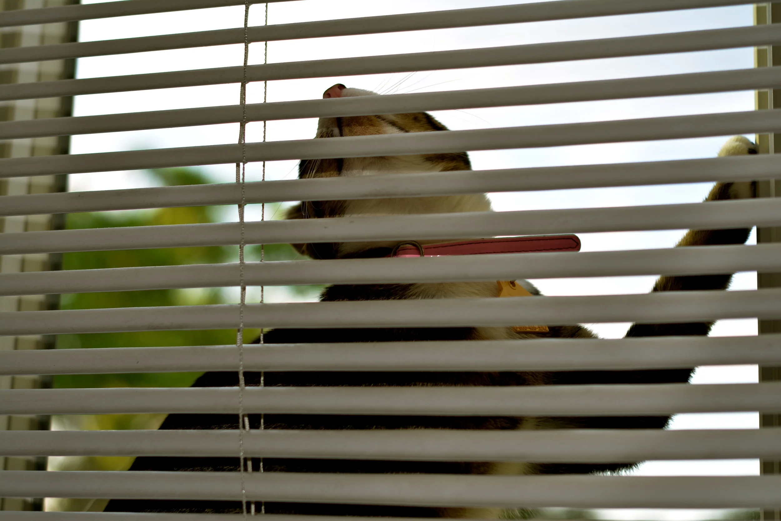 DSC_2028 - Version 2.JPG