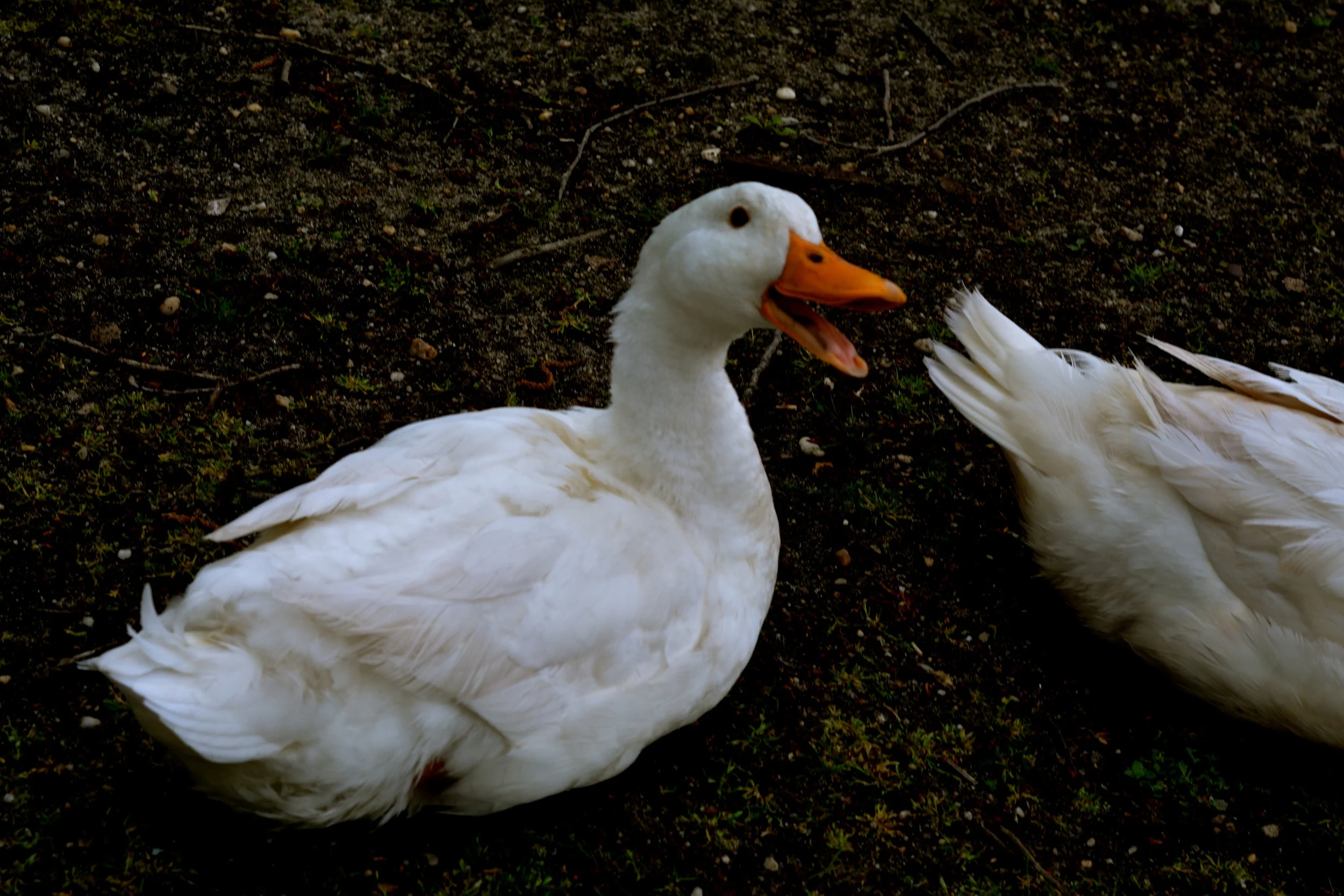 DSC_2497 - Version 2.JPG