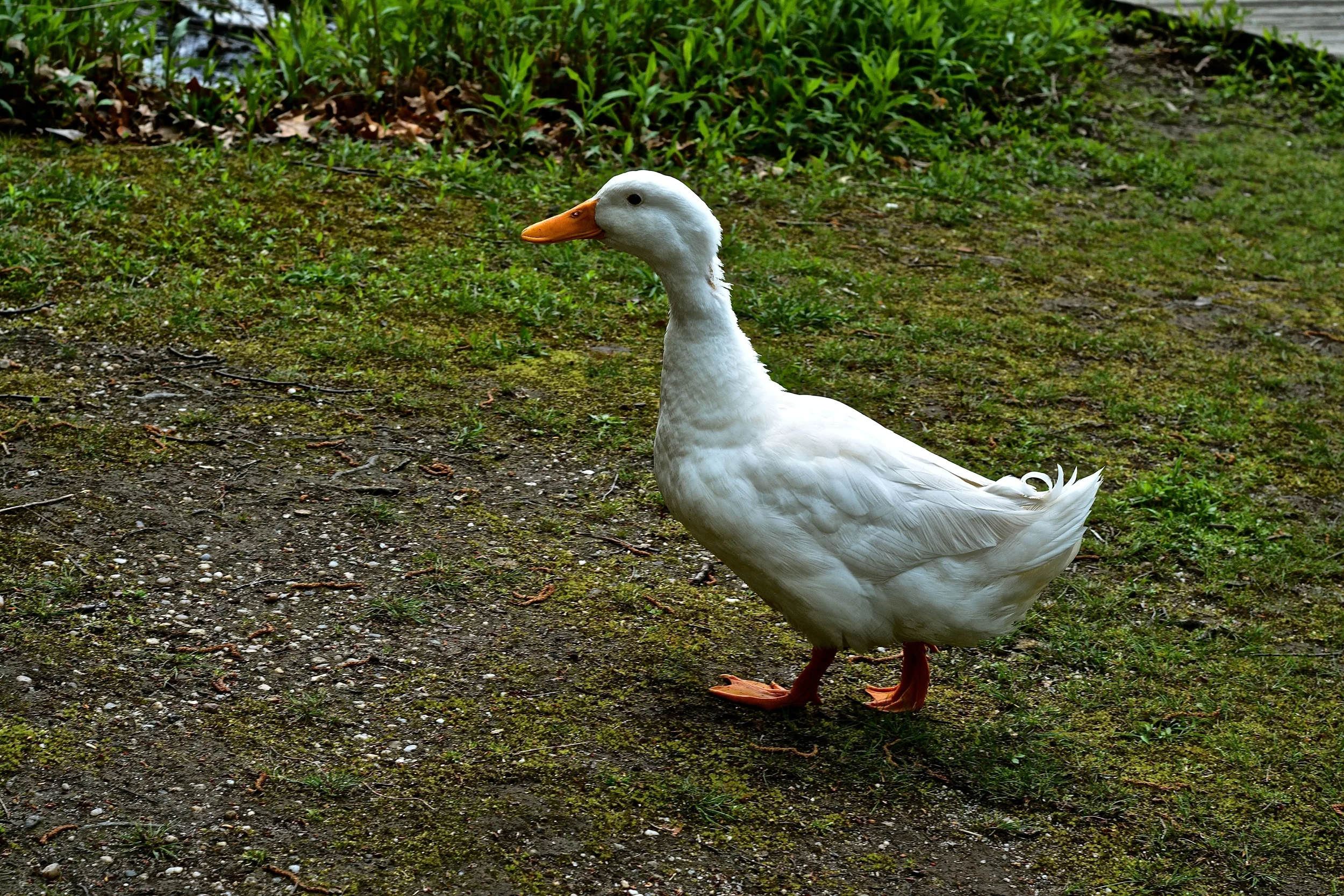 DSC_2521 - Version 2.JPG