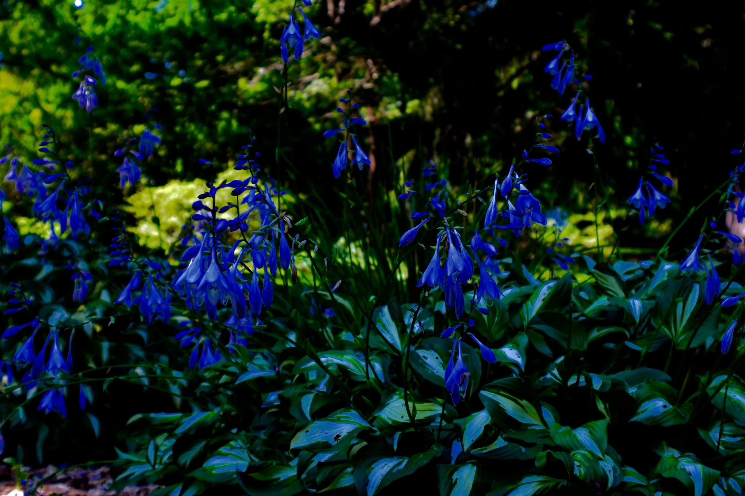 DSC_3839.jpg