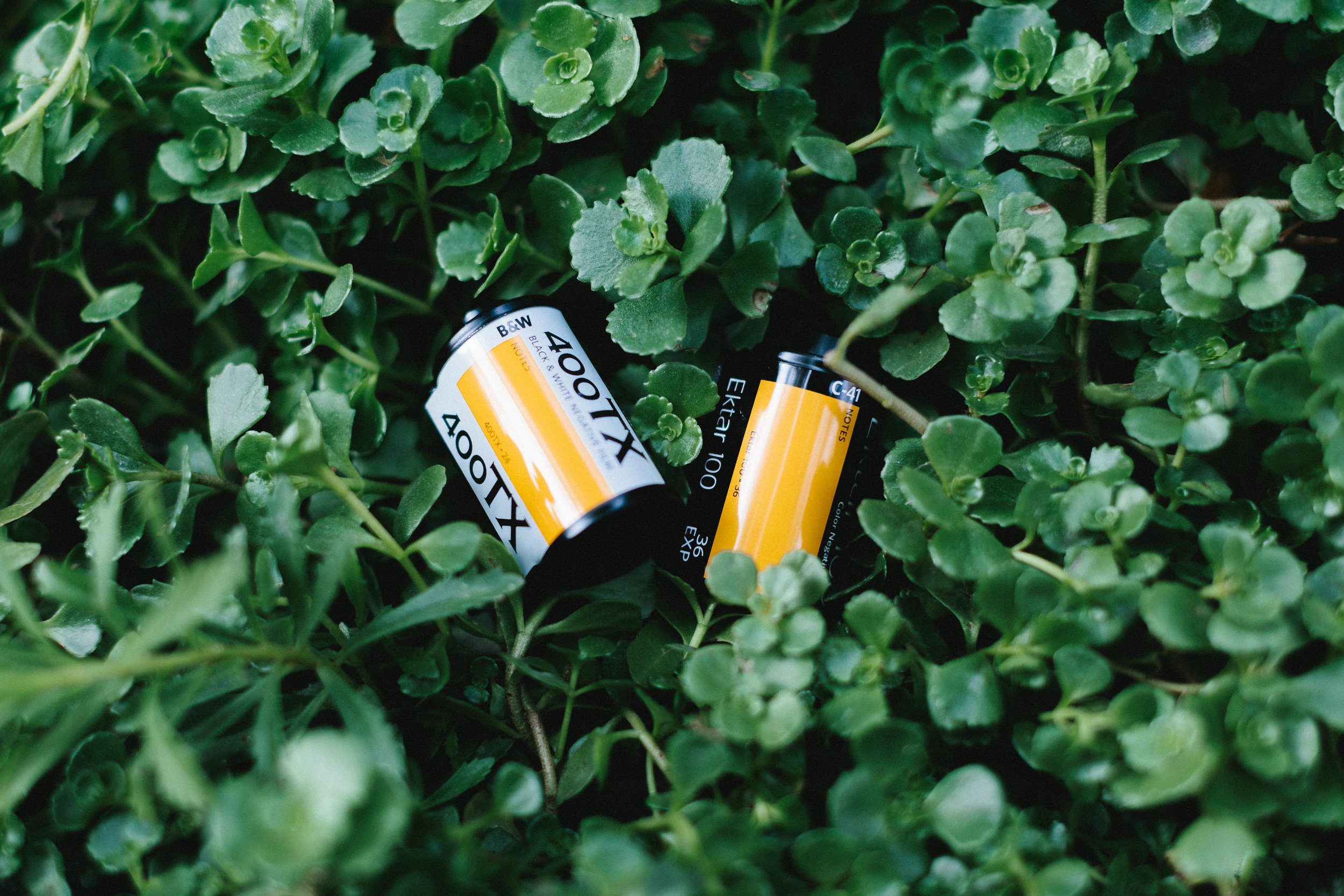 Kodak Tri-X 400  Kodak Ektar 100