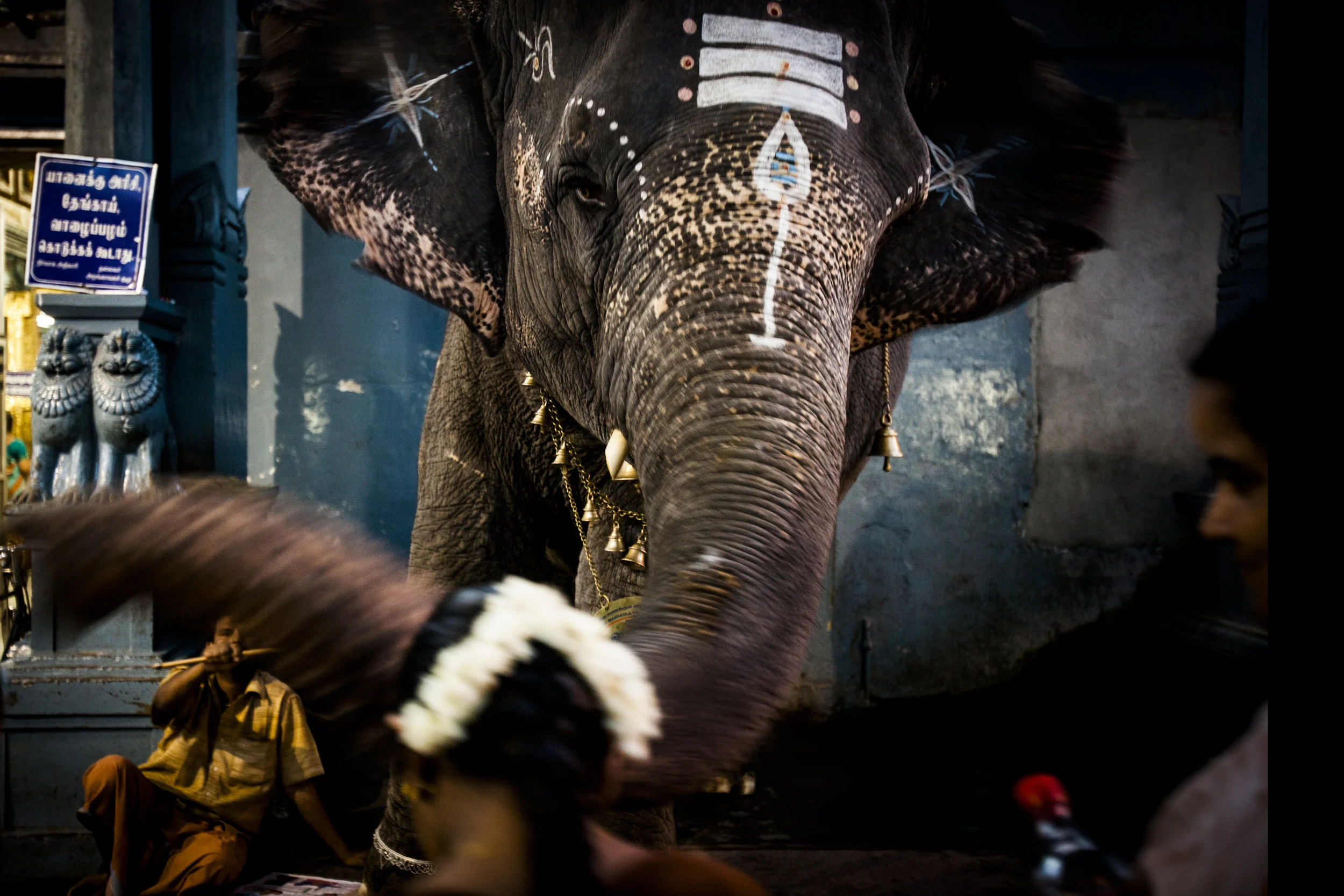 HAATHI_JEE_about.jpg