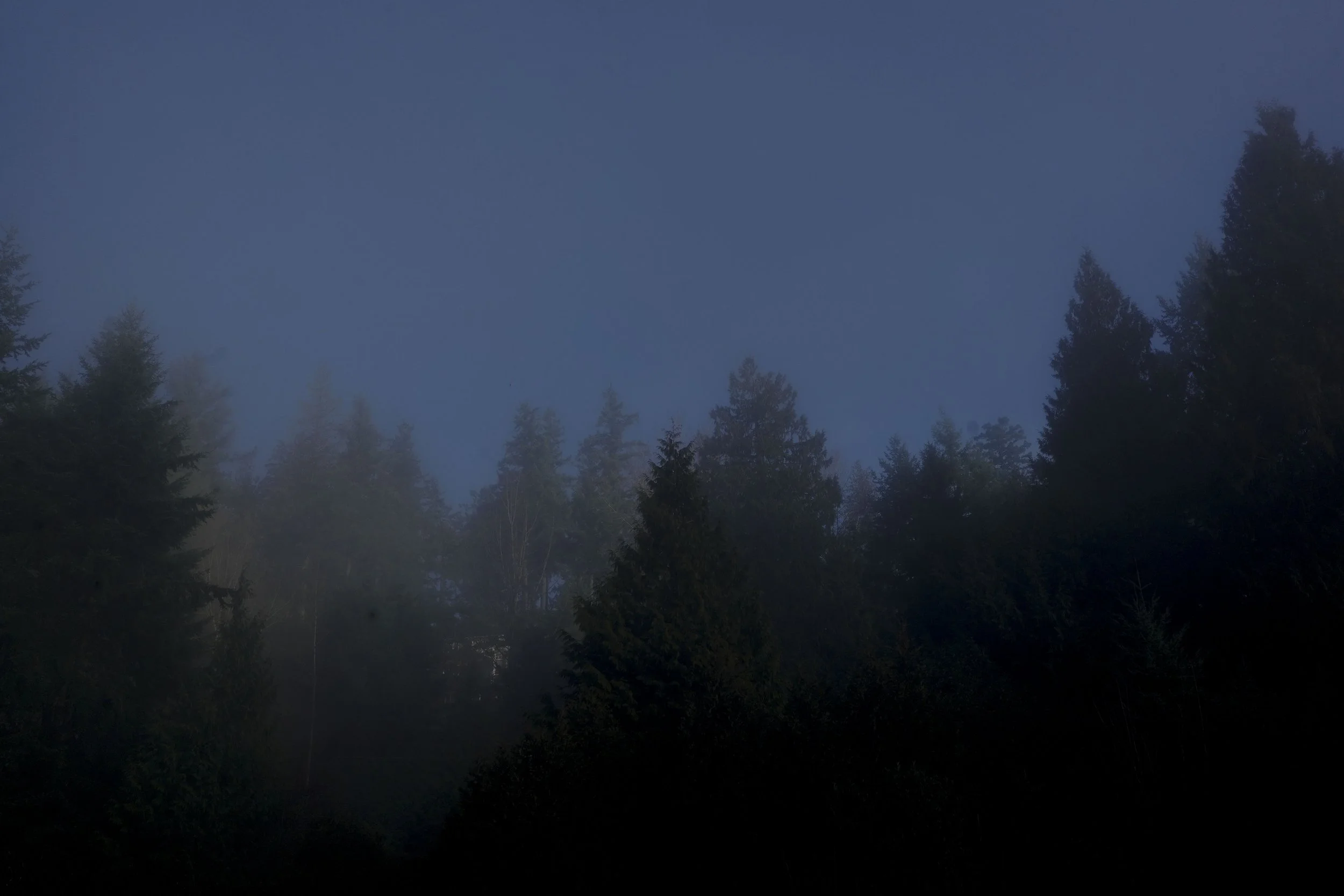 Dark silhouette of a dense forest with tall trees against a dusky blue evening sky.
