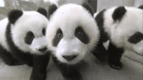 Panda-Gif-pandas-26334363.gif
