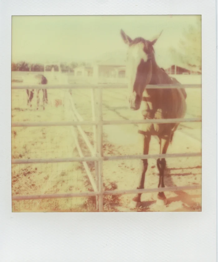 polaroid bride gaby j 7