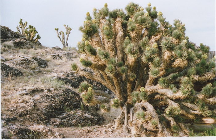 exploring the nevada desert gaby j photography_05