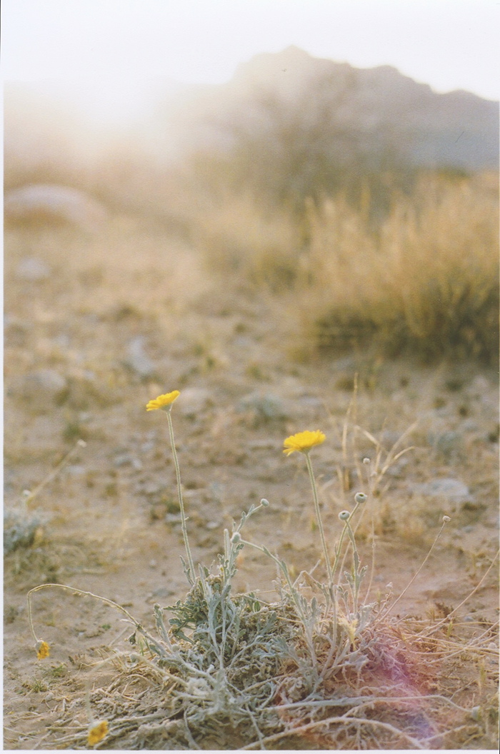 exploring the nevada desert gaby j photography_17