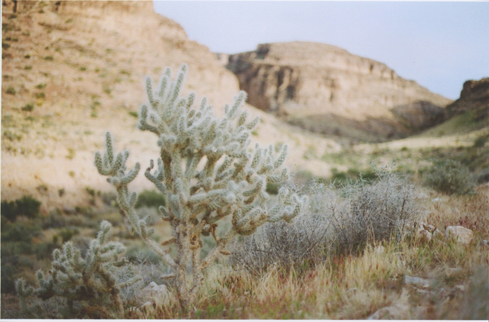 exploring the nevada desert gaby j photography_21