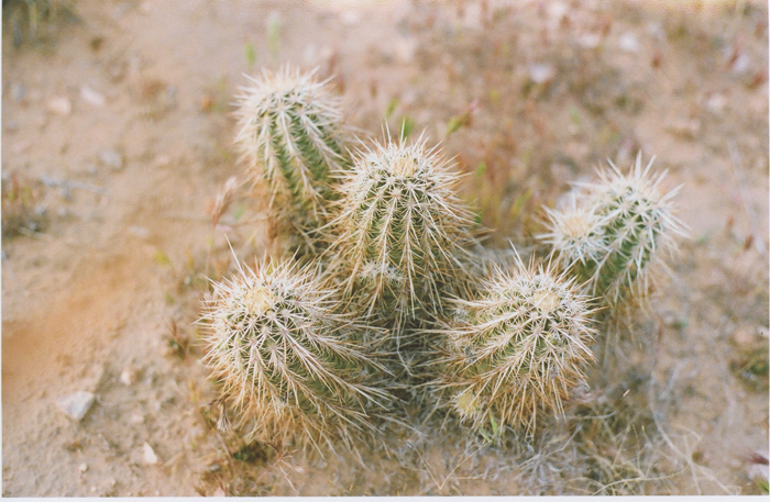 exploring the nevada desert gaby j photography_26