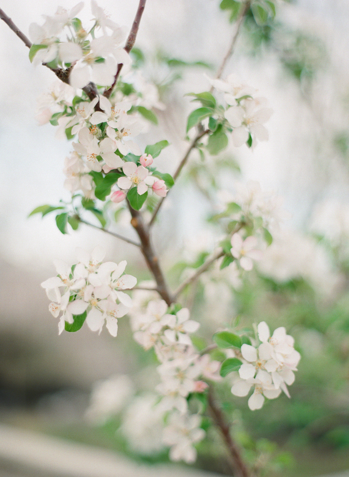 flowers2