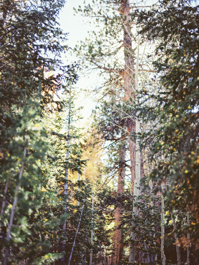 autumn in mt charleston photography 19